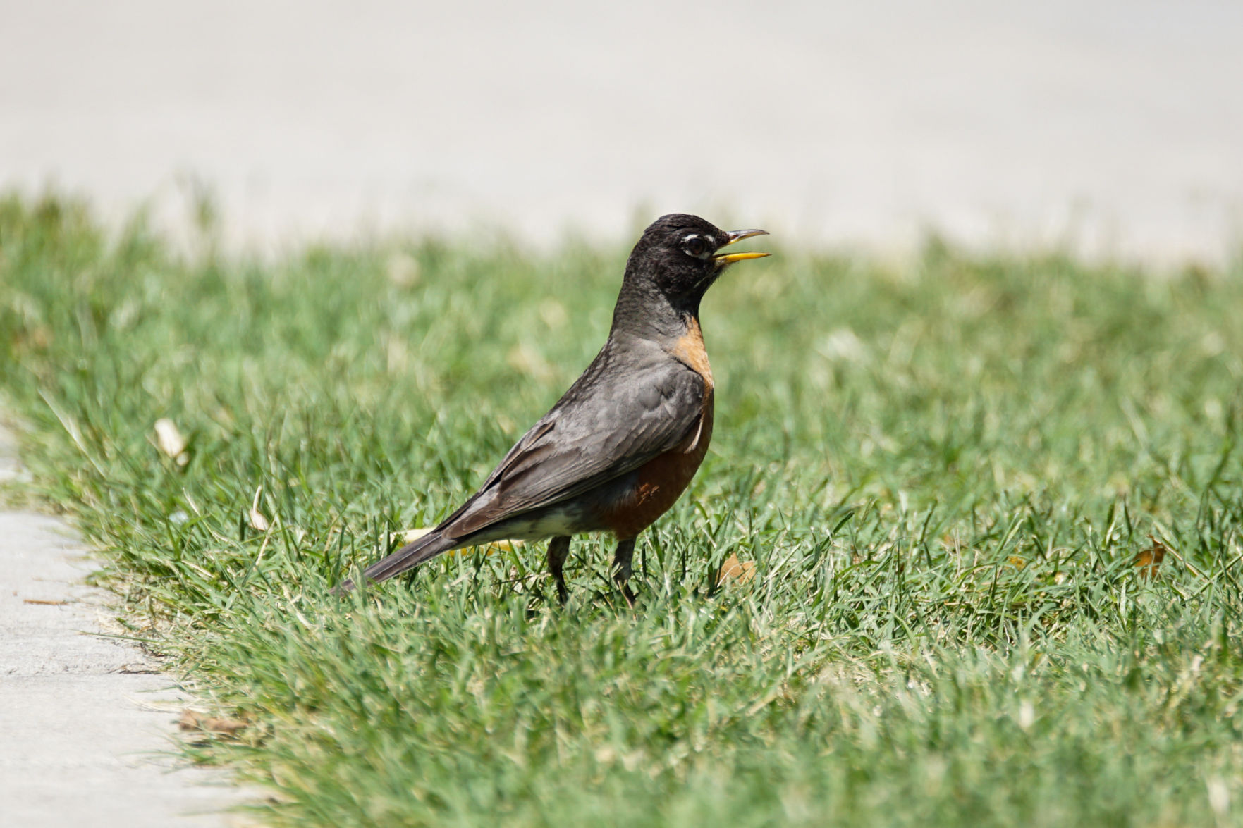 Bird